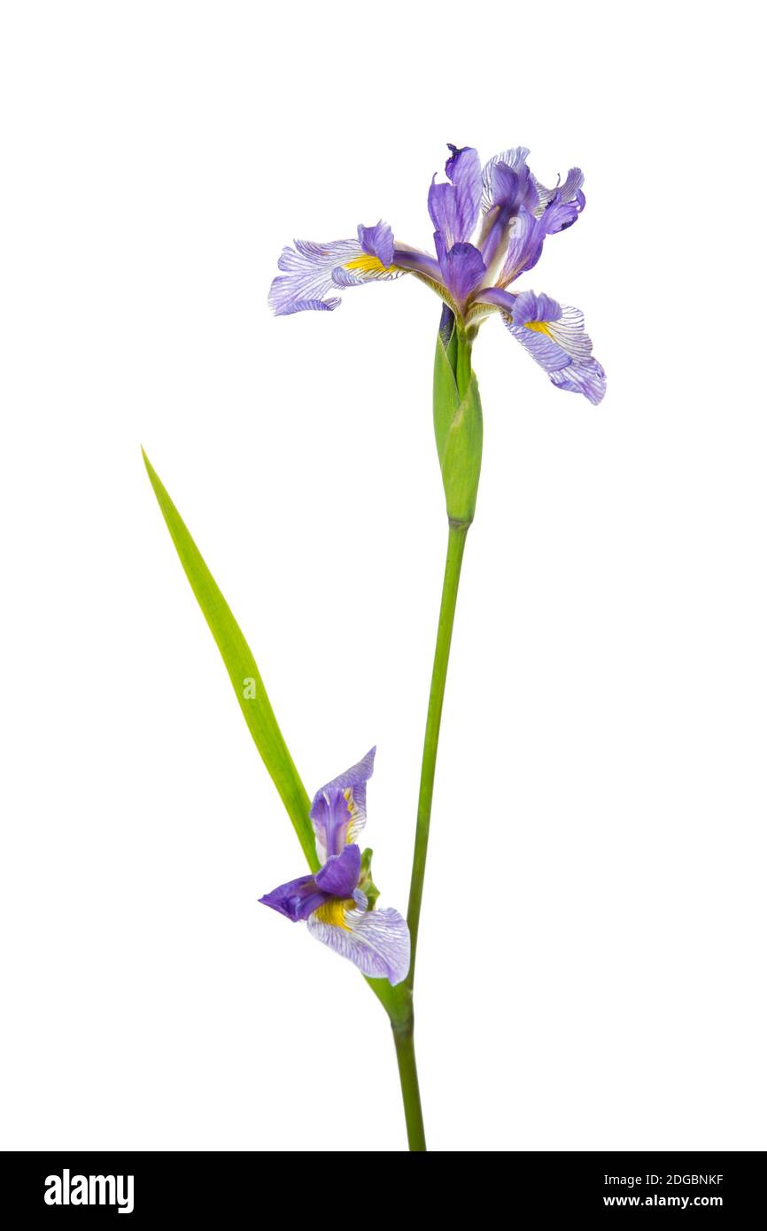 Gros plan de fleur d'iris drapeau bleu (Iris versicolor) sur fond blanc, Marion County, Illinois, États-Unis Banque D'Images