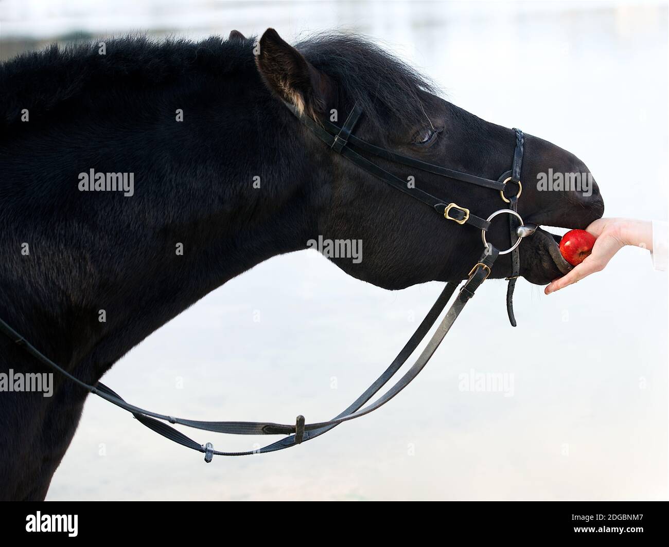 La main de la femme alimentant une pomme d'un cheval Banque D'Images