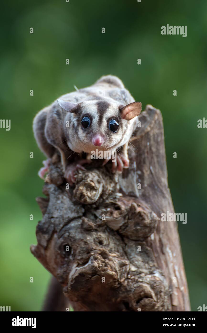 Portrait d'un patin à sucre sur un arbre, Indonésie Banque D'Images