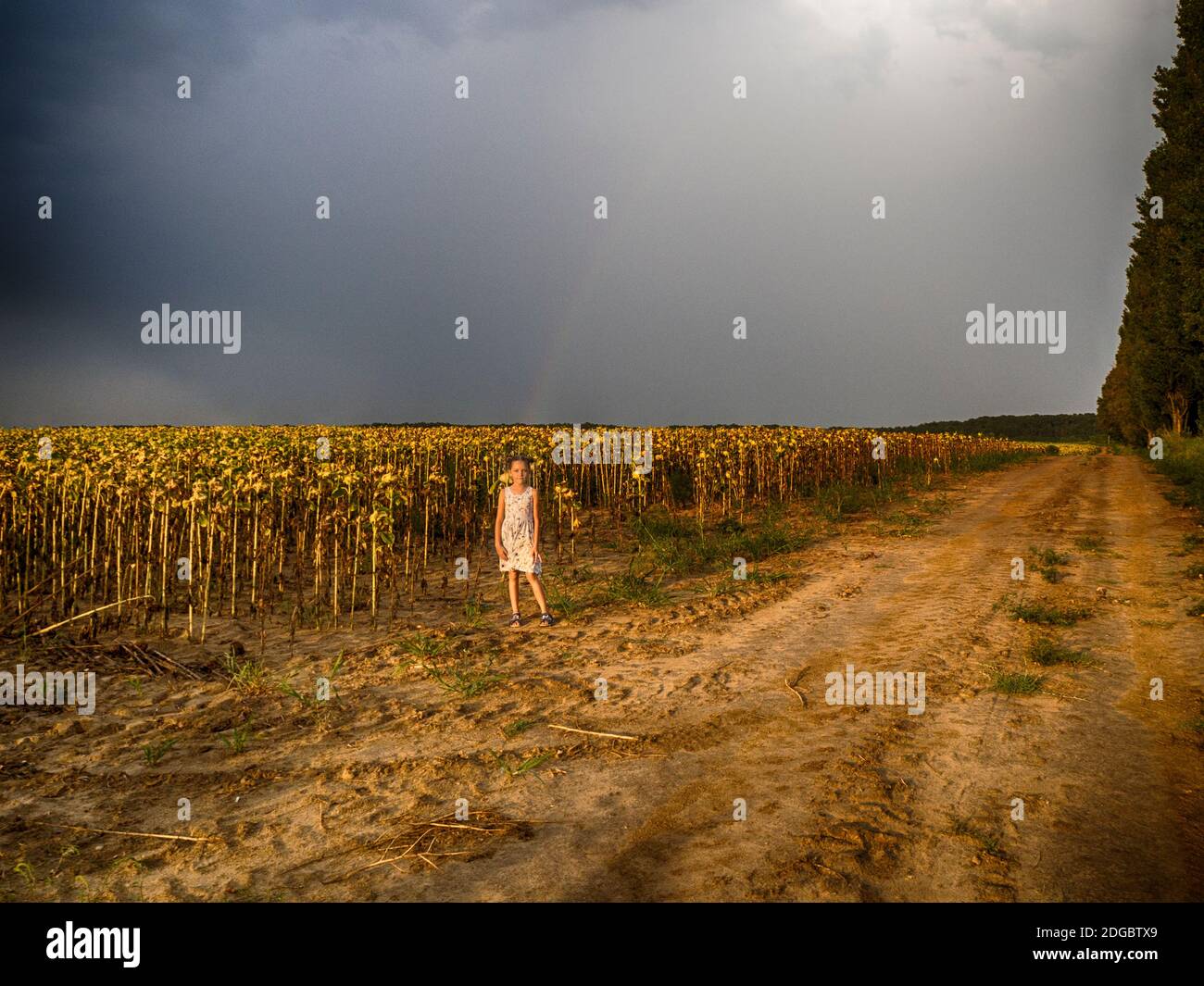 Fille debout dans un champ de tournesols morts au coucher du soleil, Hongrie Banque D'Images