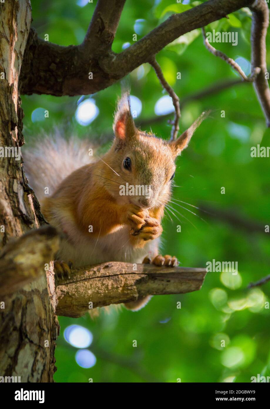 Grand écureuil rouge assis sur une branche de pin dedans la forêt ensoleillée l'après-midi d'été et grignote noix Banque D'Images