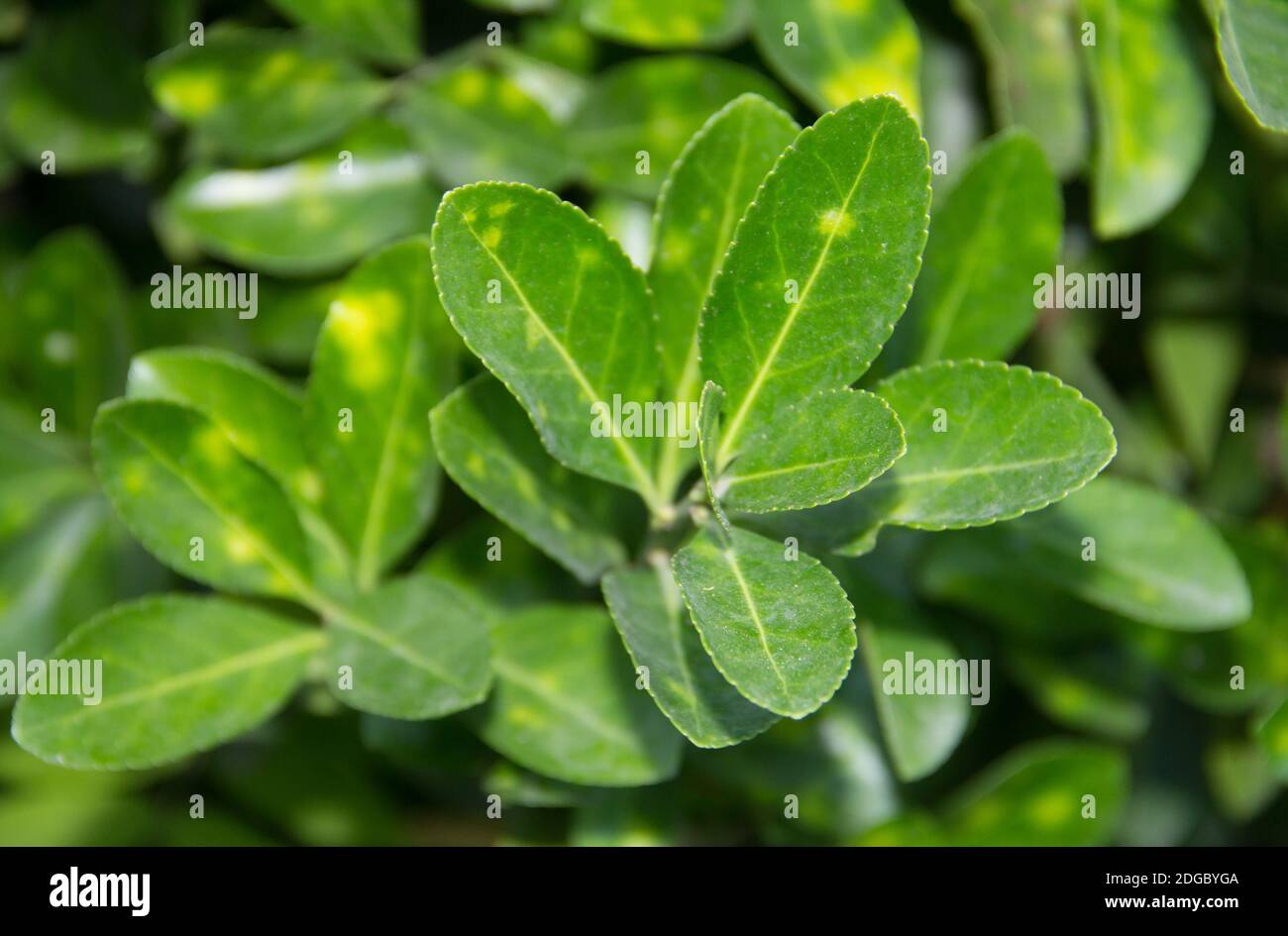 Vert plante de thé Bush fond motif environnement naturel texture élément Banque D'Images