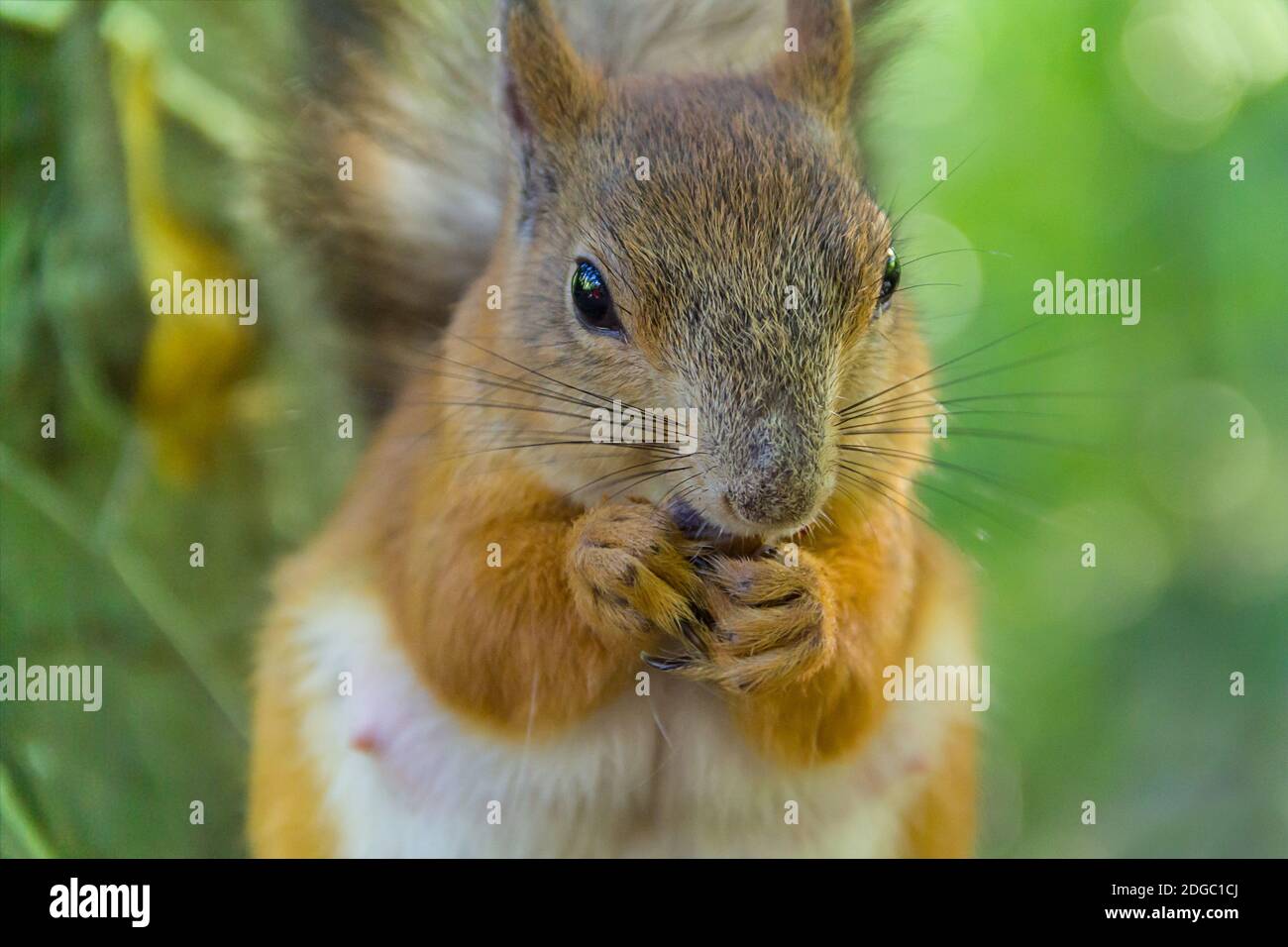 Écureuil roux manger un délicieux repas en gros plan look avec intérêt Banque D'Images