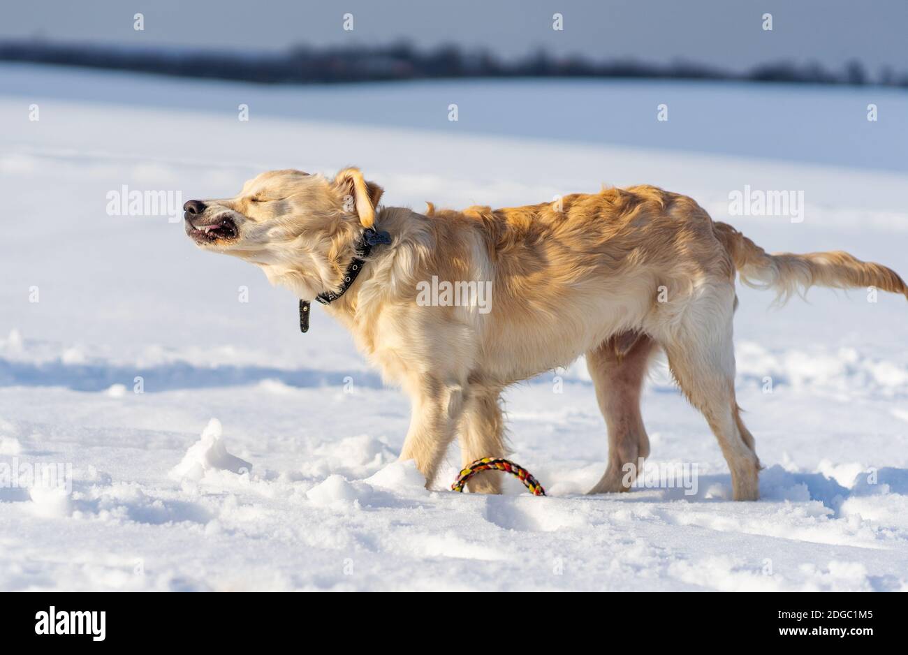 Un chien charmant qui se délasse de la neige sur un terrain blanc enneigé Banque D'Images