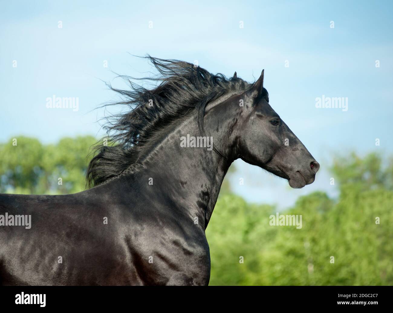 étalon de frise Banque D'Images