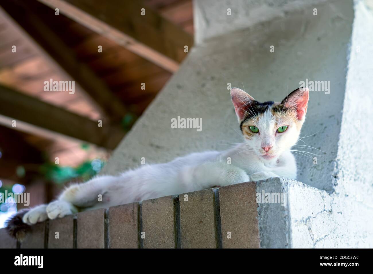 Le chat blanc à pois avec les yeux verts Banque D'Images