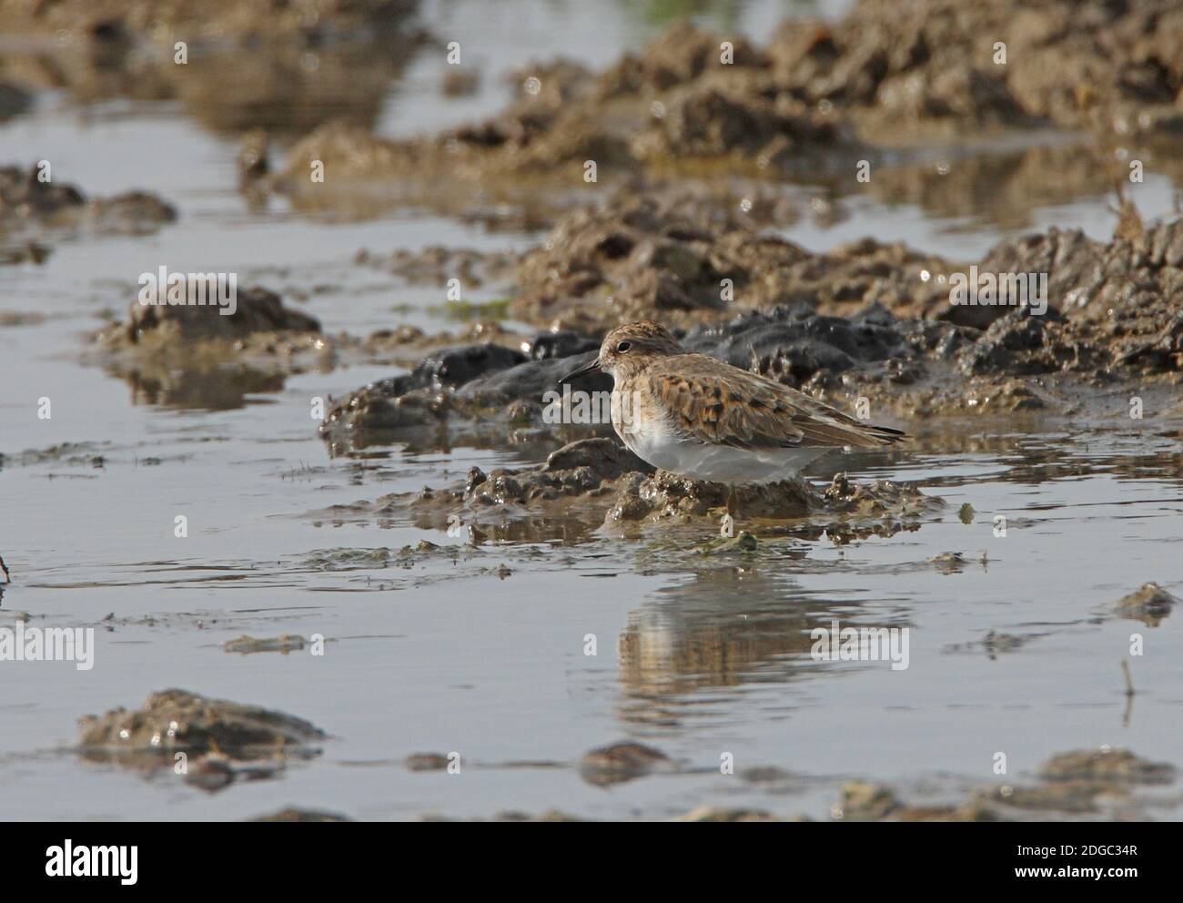 Stint de Temminck (Calidris temminckii) adulte au trou d'eau du désert de Taukum, Kazakhstan Mai Banque D'Images