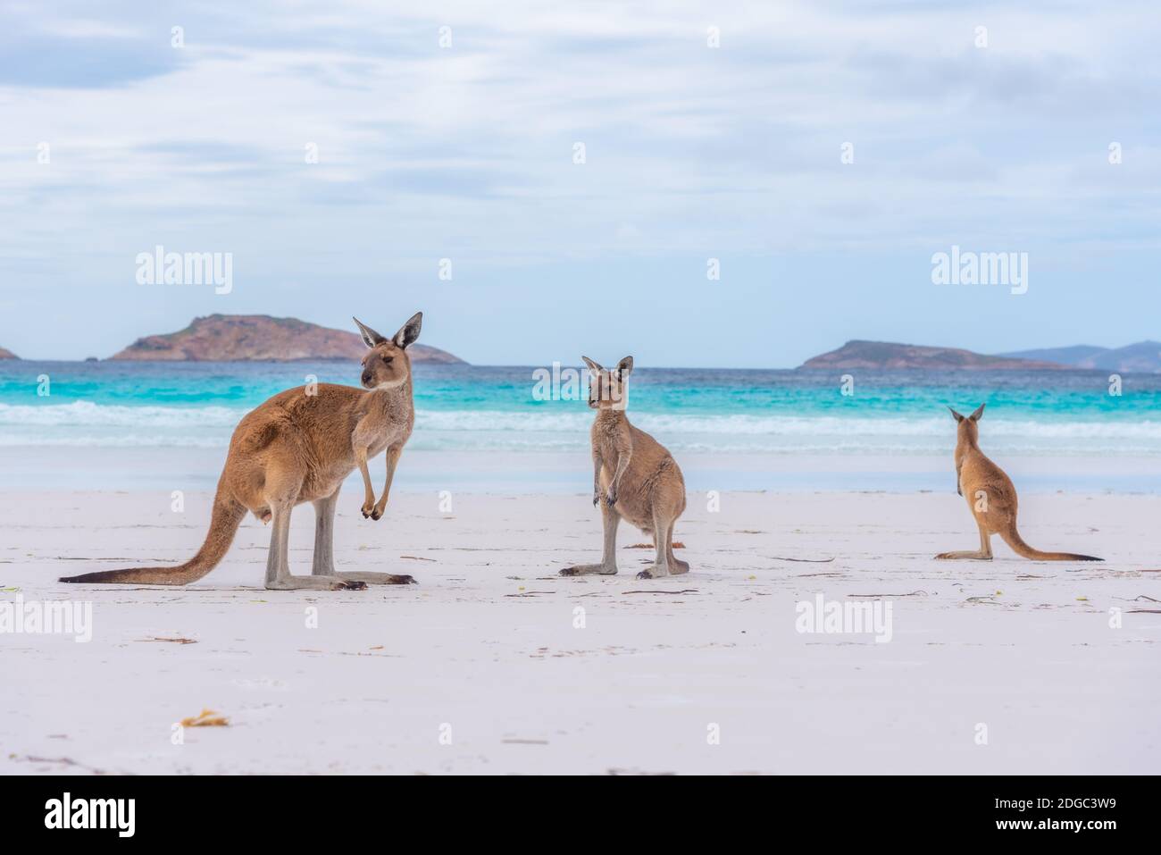 Lucky bay Banque de photographies et d’images à haute résolution - Alamy
