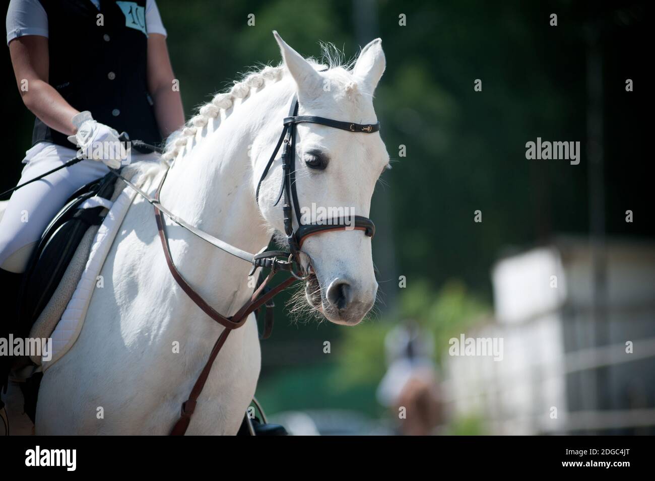 cavalier et cheval sur le championnat de dressage Banque D'Images