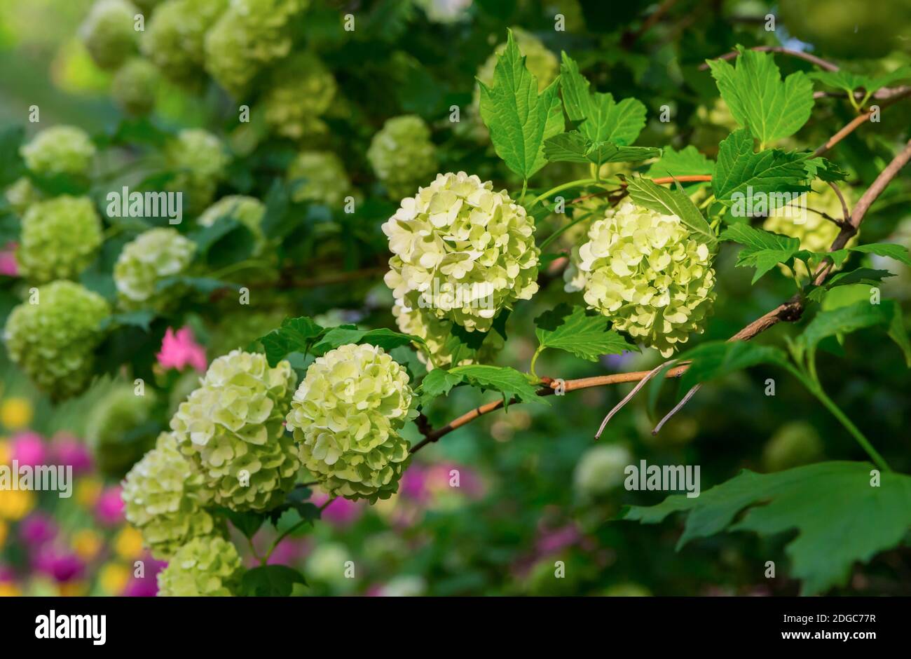 Branche d'un chapeau de buisson d'hortensia de petites fleurs blanches parmi le feuillage Banque D'Images