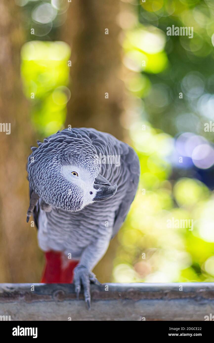 Le petit perroquet gris est posé sur une branche et l'égratigne dirigez-vous sur un arrière-plan de forêt flou Banque D'Images
