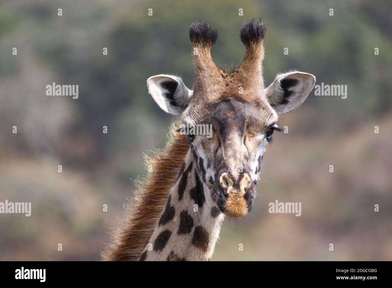 Giraffe en gros plan Banque D'Images