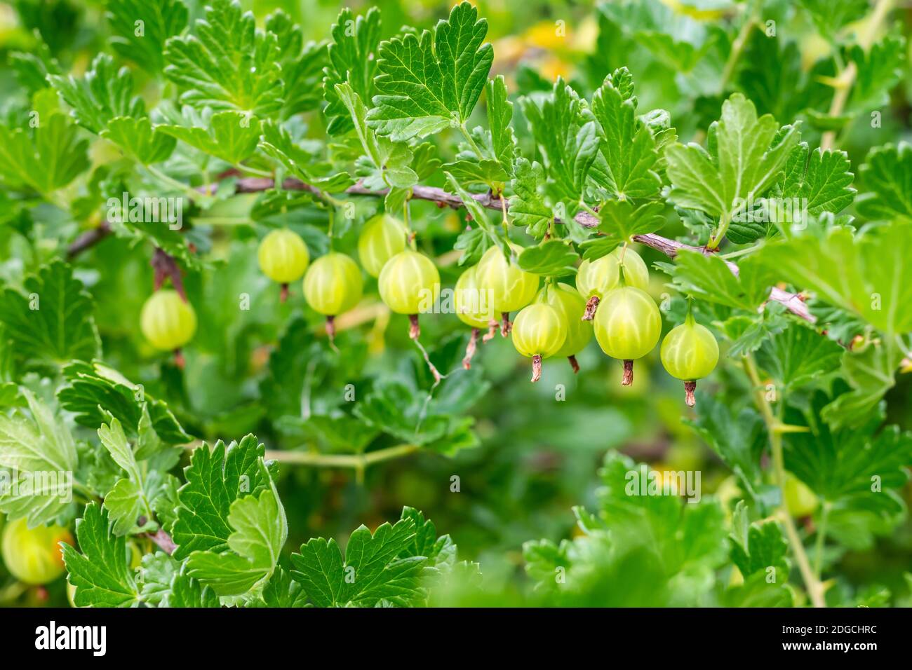 Branche horizontale recouverte de baies de groseilles à maquereau avec arrière-plan de feuilles ajourées fruits Banque D'Images