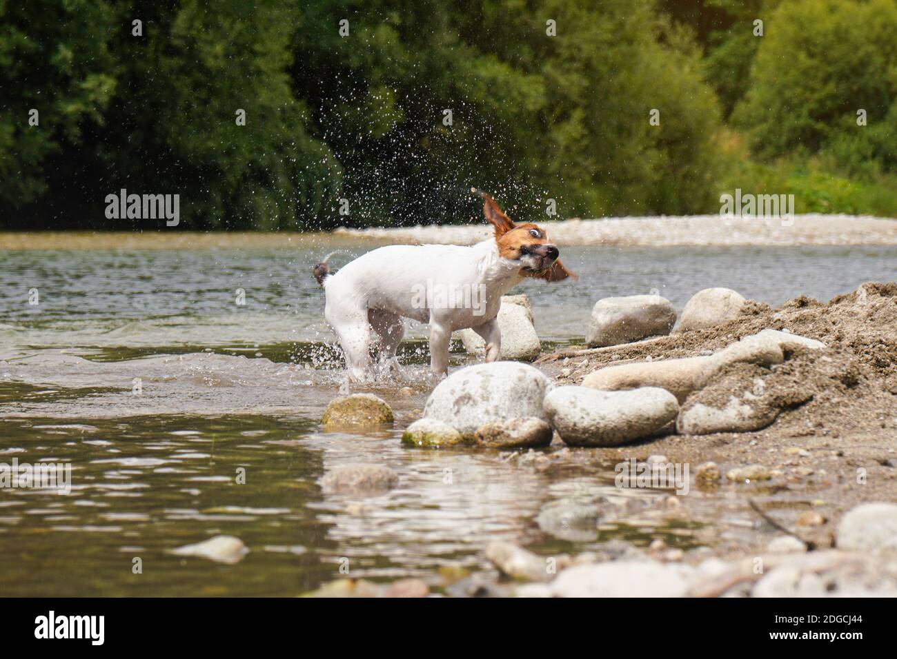 Jack Russell chien terrier secouant sa tête lors du séchage de la fourrure humide après être sorti de la rivière, drôle d'expression au visage, le jour ensoleillé Banque D'Images