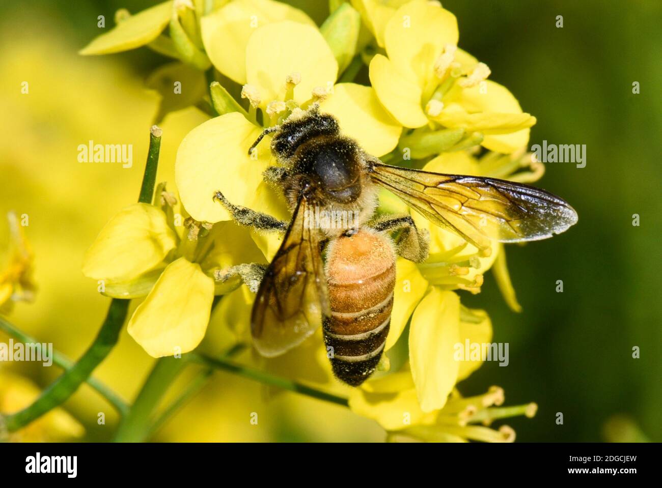 Barpeta, Assam, Inde. 8 décembre 2020. Abeille collectant le nectar et le pollen des fleurs de moutarde. Crédit : David Talukdar/ZUMA Wire/Alay Live News Banque D'Images