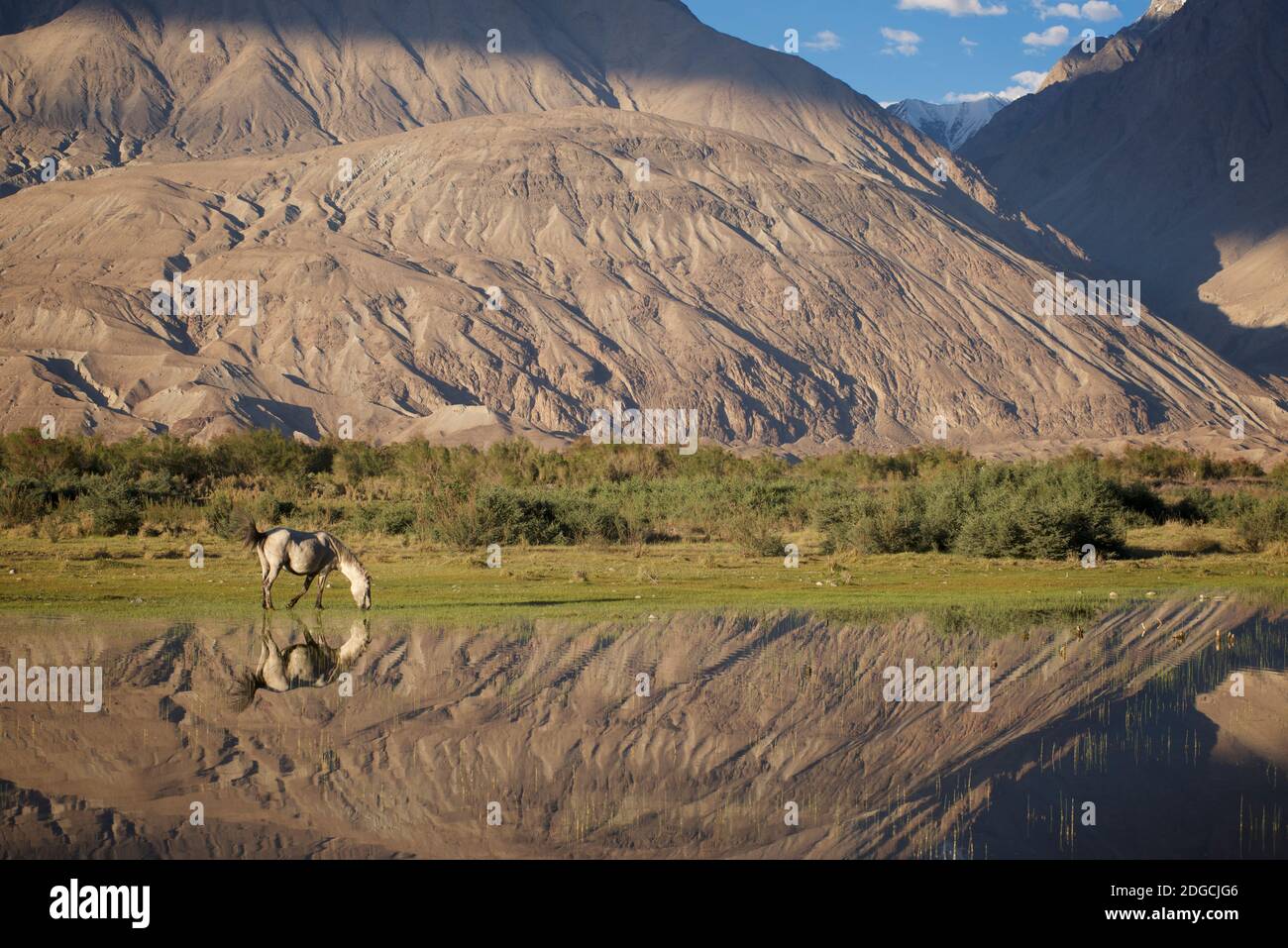Paître à cheval près de la rivière Shyok, Hunder, Nubra Valley. Ladakh, Jammu-et-Cachemire, Inde Banque D'Images