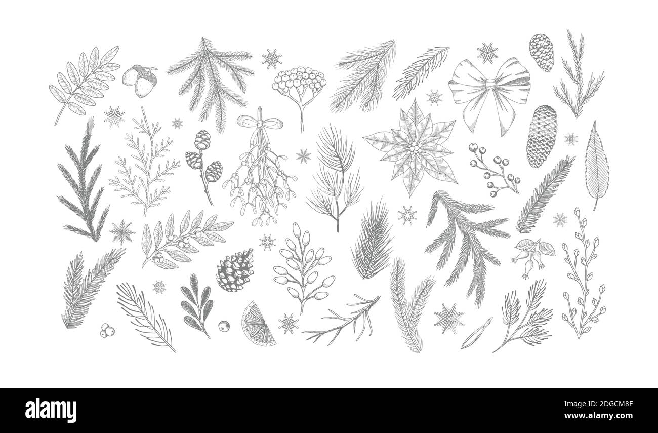 Ensemble de plantes vectorielles de Noël, baies de houx, arbre de noël, pin, branches de feuilles, décoration de vacances isolée sur fond blanc. Illustration de Vecteur