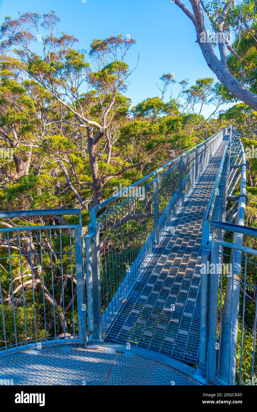 Valley of the Giants Tree top Walk en australie Banque D'Images