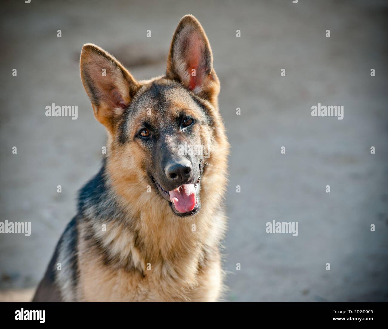 Berger allemand Banque D'Images