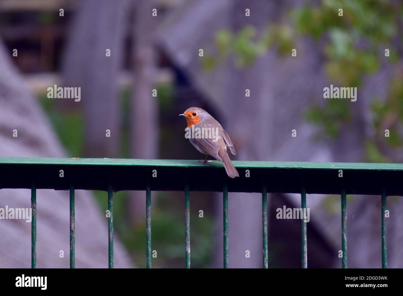 Robin perchée sur une clôture en métal, en arrière-plan, dans les bâtiments de la ferme et les arbres. Banque D'Images