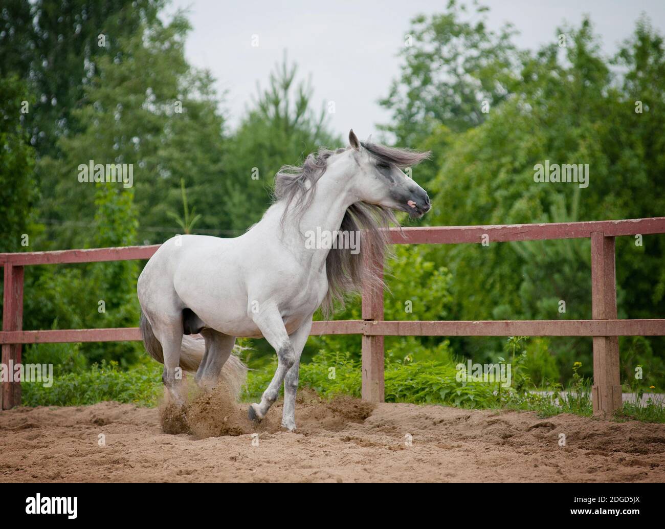 Étalon andalou Banque D'Images