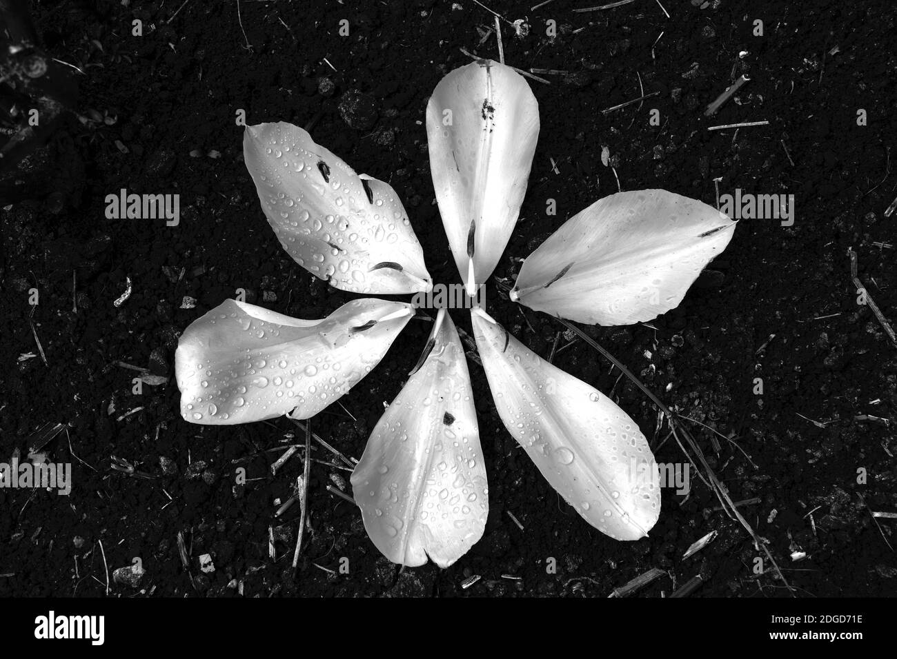 Pétales de tulipe blanc sur le sol, noir et blanc contrastant. Banque D'Images