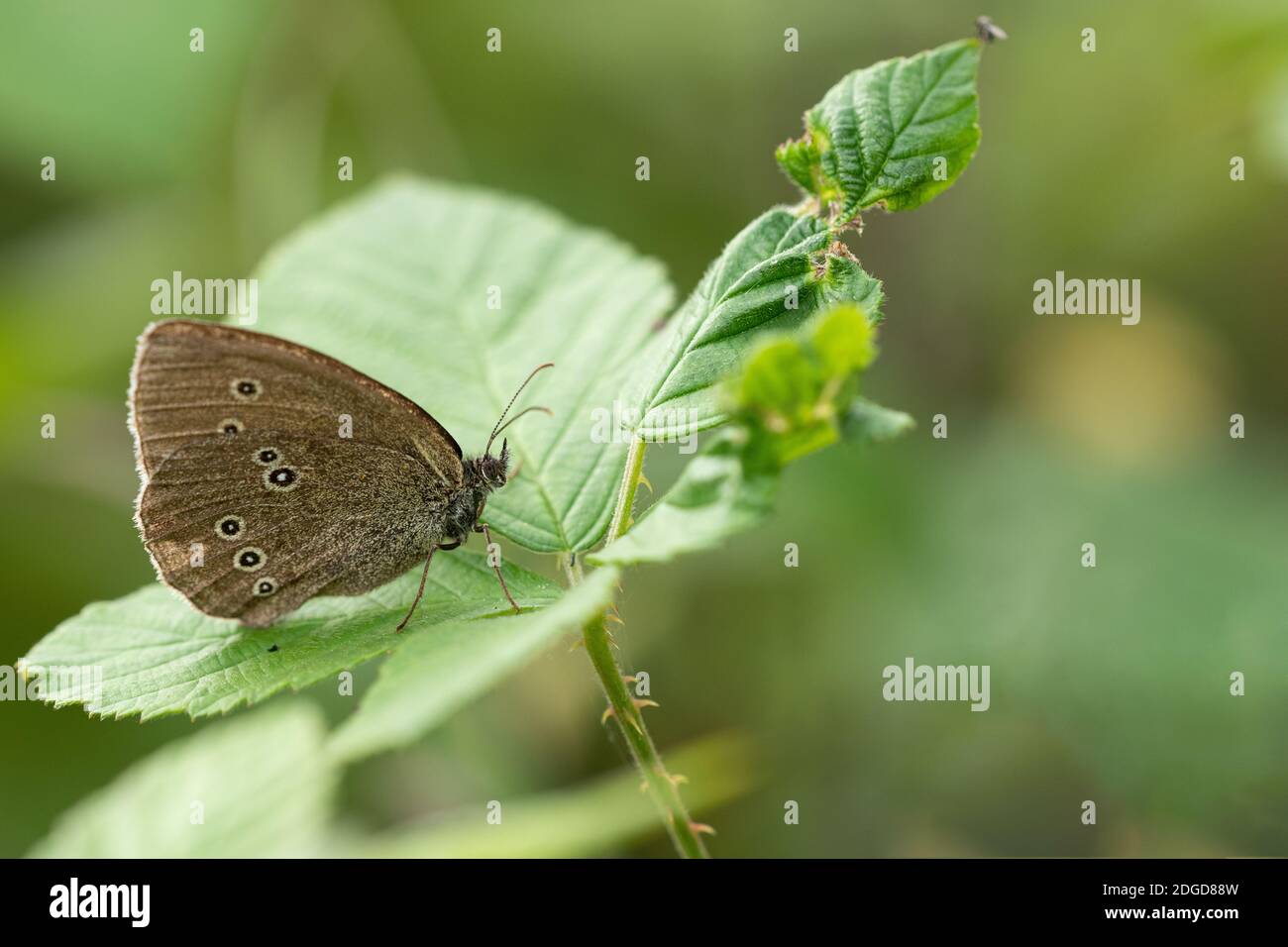 Ringlet butterfly Banque D'Images