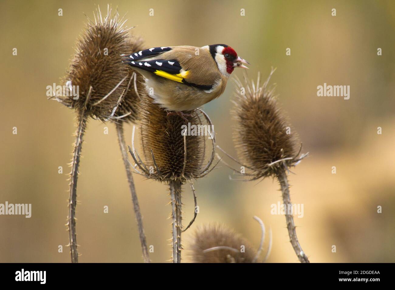 Stieglitz, Chardonneret élégant (Carduelis carduelis), Distelfink sur un chardon Banque D'Images