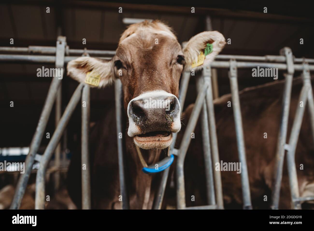 Gros plan d'une vache à l'intérieur d'une grange dans la ferme Banque D'Images
