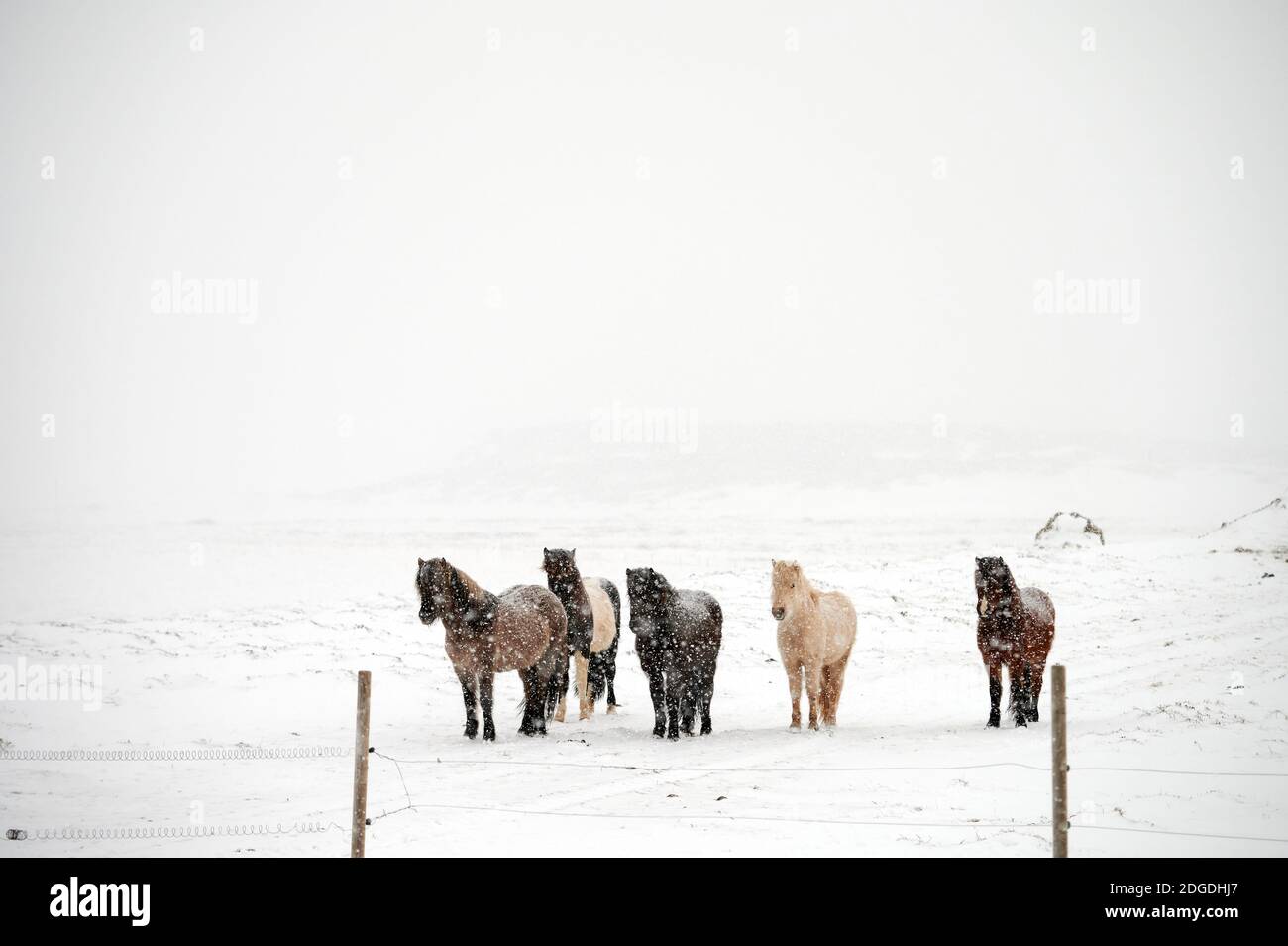 Chevaux domestiques se tenant près de la clôture dans la campagne enneigée en hiver Journée en Islande Banque D'Images