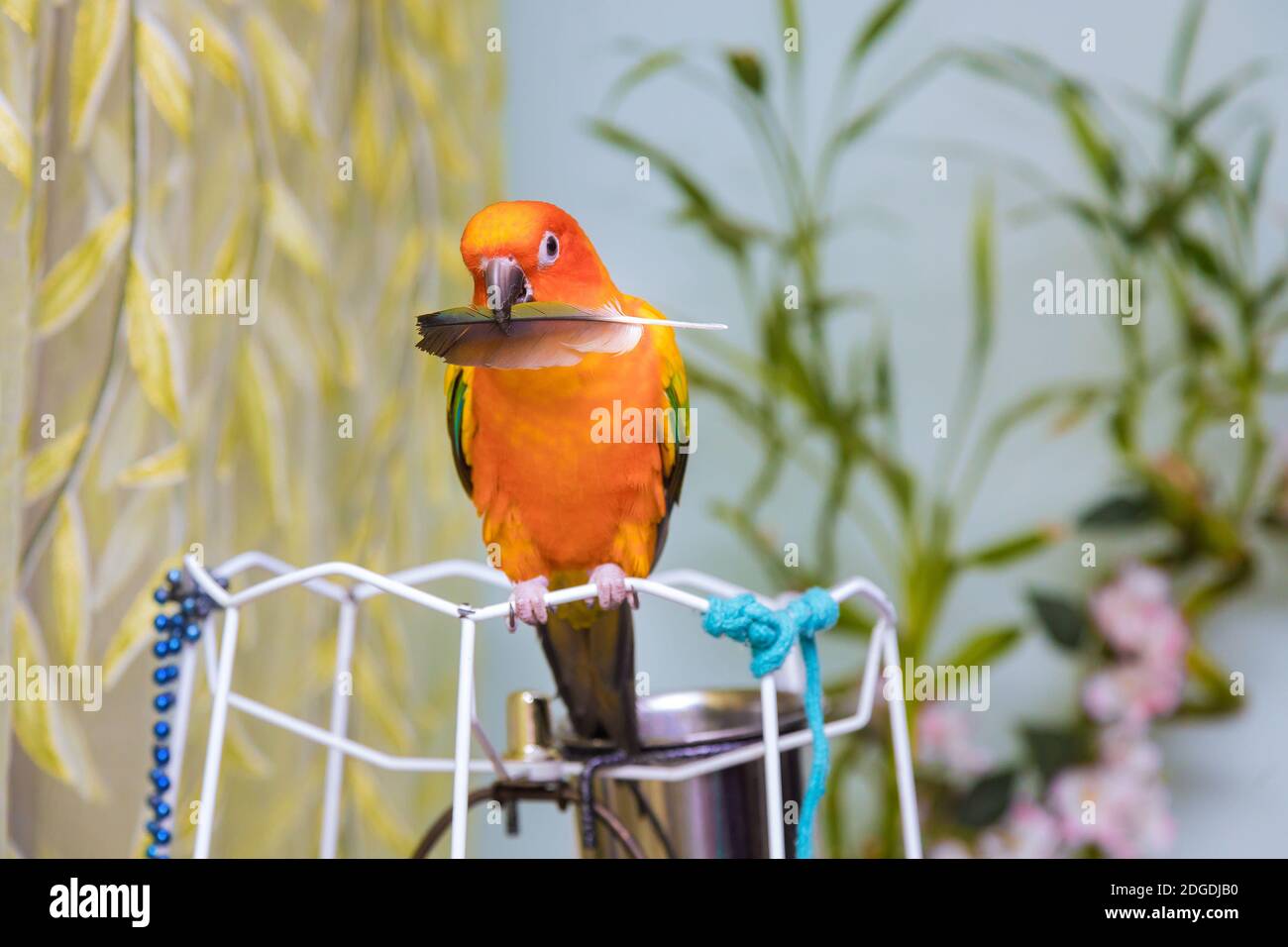De beaux oiseaux sur le perroquet soleil conure sur la tenue d'un plume de perroquet Banque D'Images
