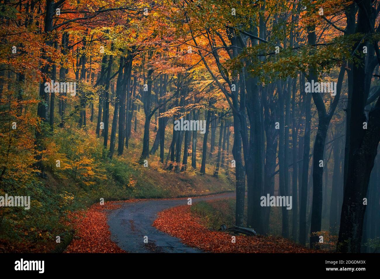 Route humide couverte de feuilles d'automne dans une forêt Banque D'Images