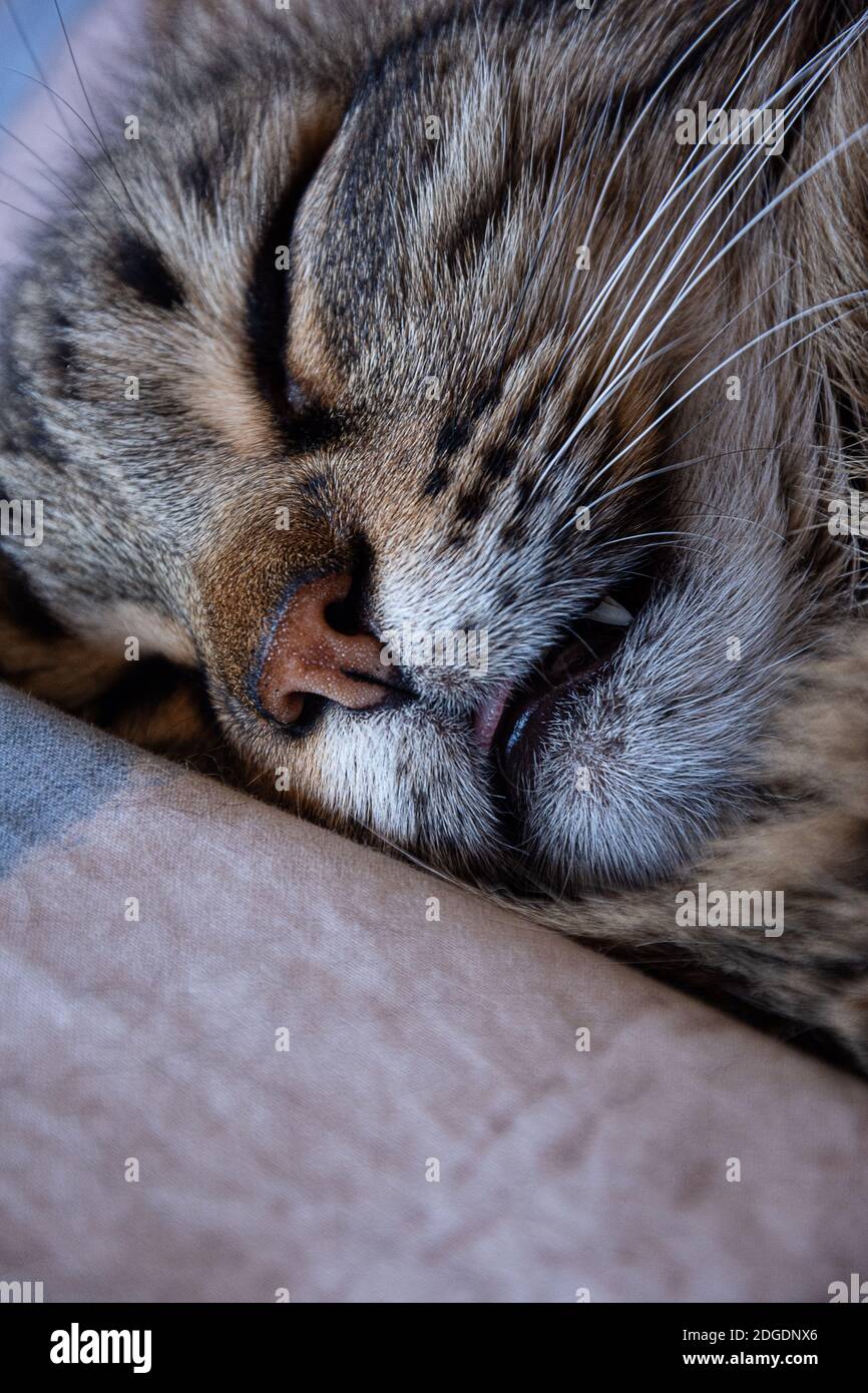 Gros Plan D Un Chat Qui Dormait Paisiblement Avec Sa Langue 3 Photo Stock Alamy Gros Plan D Un Chat Qui Dormait Paisiblement Avec Sa Langue 3 Photo Stock Alamy