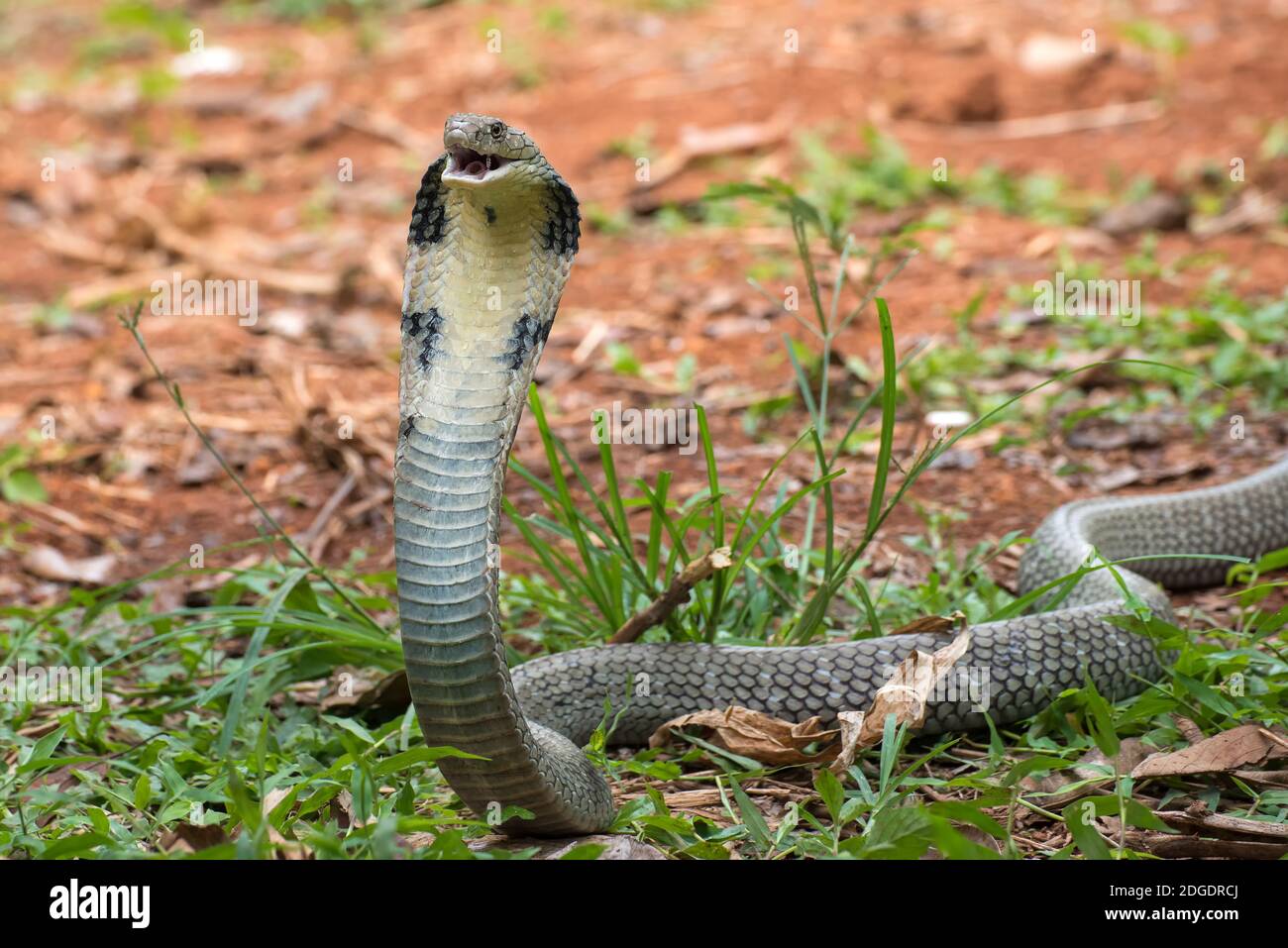 Les visages du cobra roi (Ophiophage hannah), serpent venimeux Banque D'Images