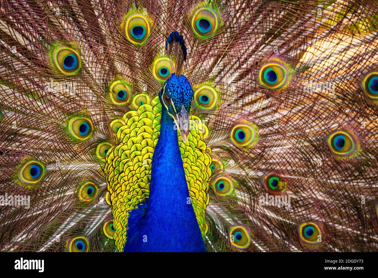 Un Peacock masculin montrant ses plumes, Kauai, Hawaï Banque D'Images