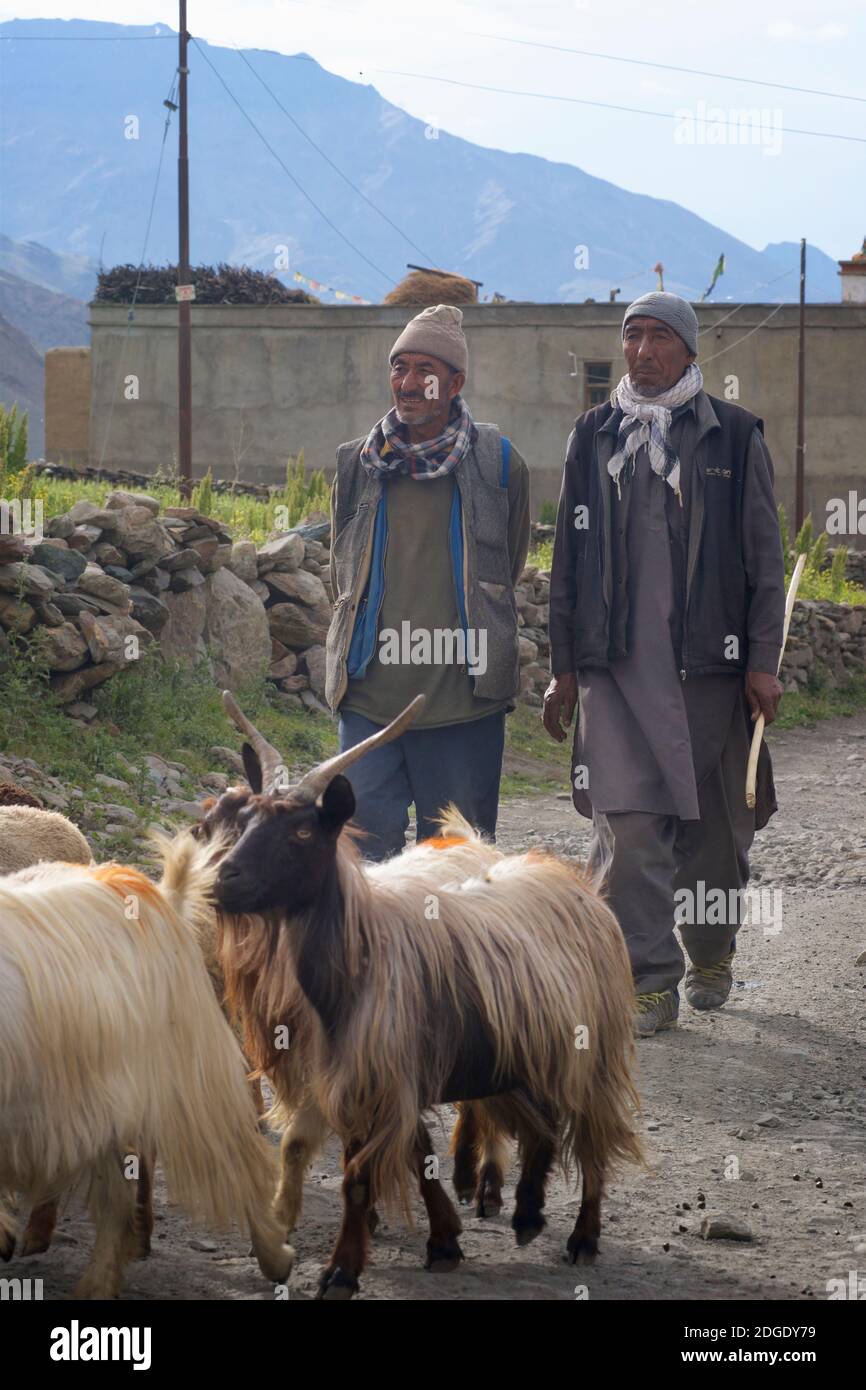Les hommes de Kashmiri herent des animaux à travers un petit village sur la route de Padum à Rangdum. Près de la vallée de Padum Zanskar, Ladakh, Jammu-et-Cachemire, nord de l'Indi Banque D'Images