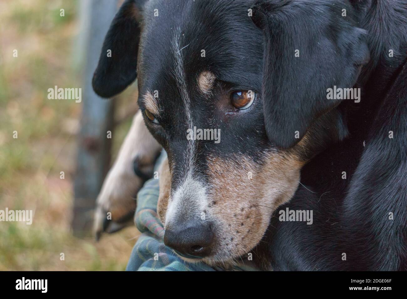 Portrait d'un ancien Appenzeller Sennenhund qui se pose sur le visage d'un chien garantie Banque D'Images