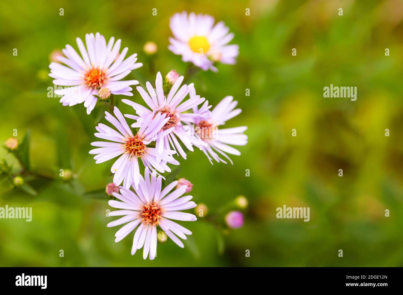 Fleur rose pâle, petits pétales longs sur fond vert Banque D'Images