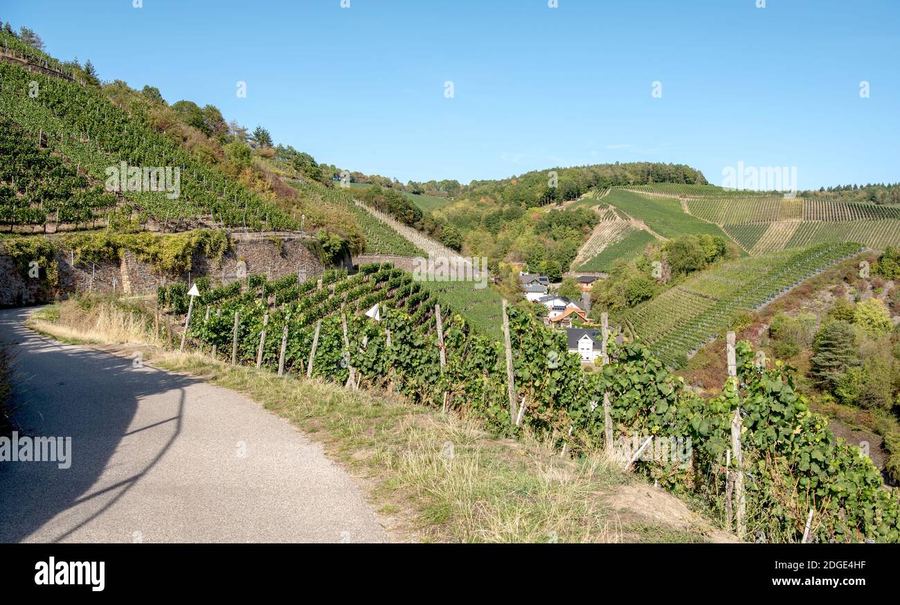 Route des vins rouges Banque D'Images