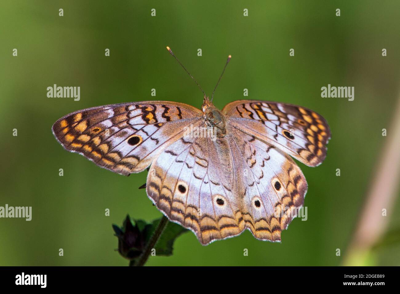 Un papillon de paon blanc sur une fleur. Banque D'Images