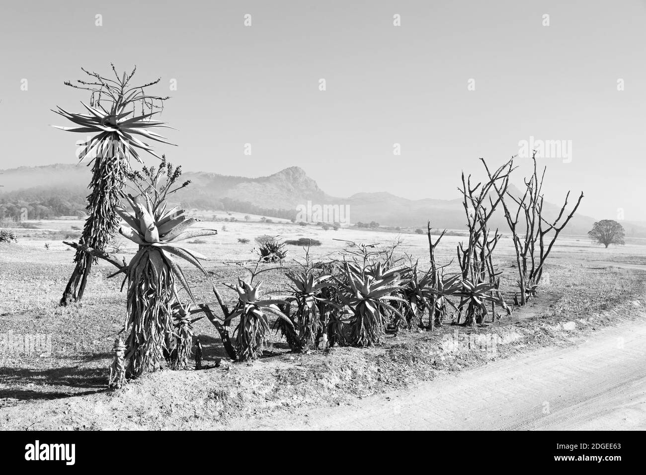 Dans la réserve naturelle du swaziland Banque D'Images