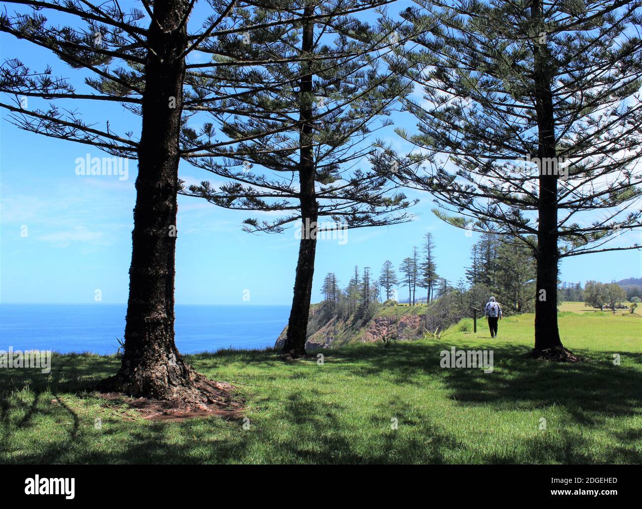 Île Norfolk, territoire externe australien, réserve de pierres de tête endémique de l'île Norfolk Pines (Araucaria heterophylla), réserve de l'île Norfolk. Banque D'Images