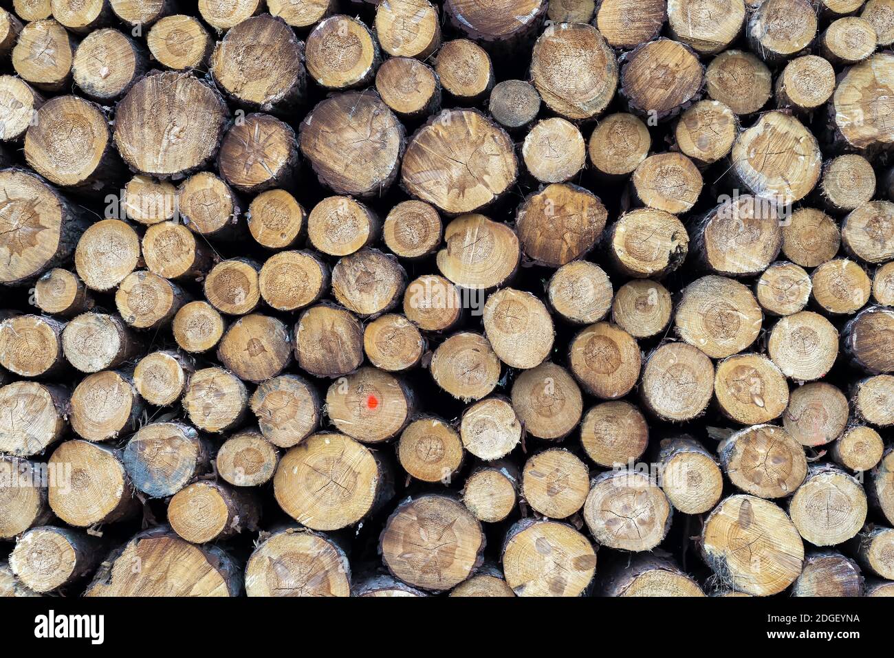 Morceaux de bois après découpe Banque D'Images