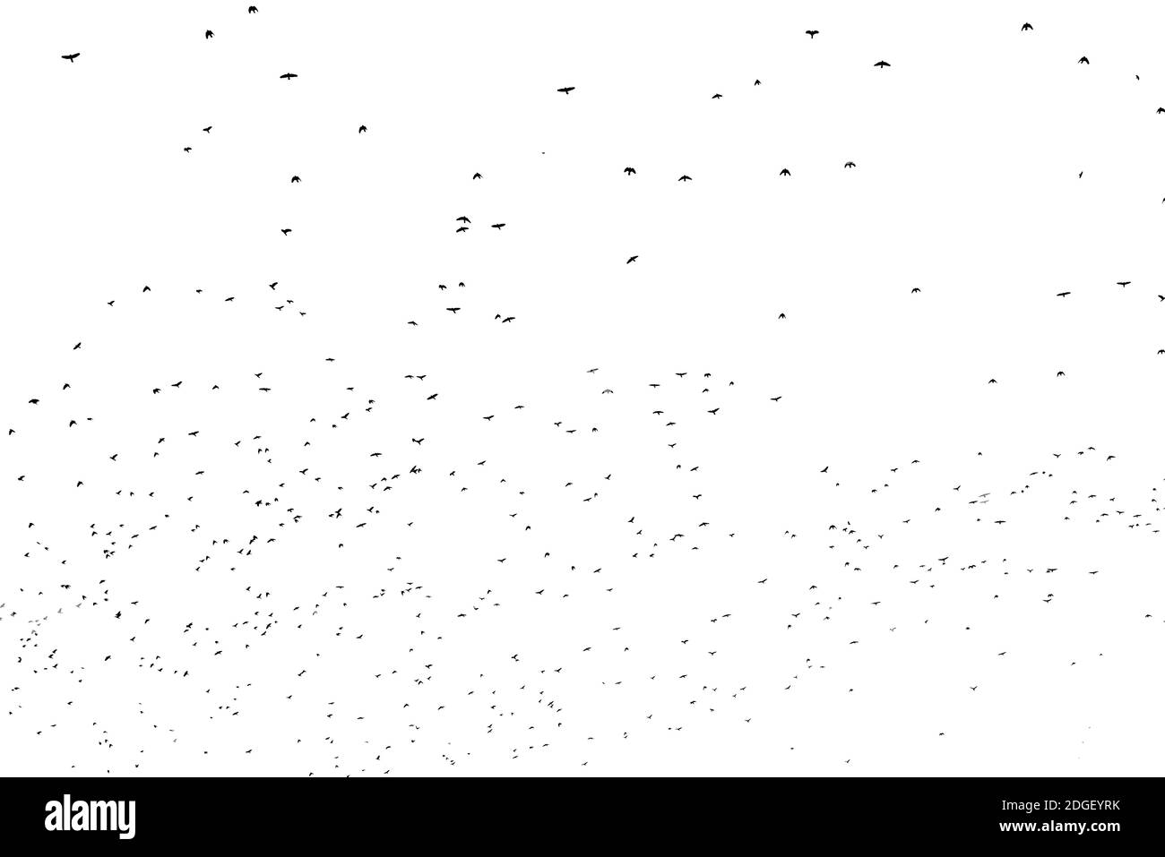 Troupeau d'oiseaux migrant isolé sur un fond blanc automne vue du ciel avec beaucoup d'espace de copie pour le texte Banque D'Images