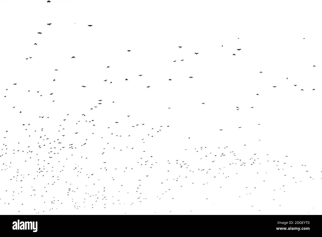 Troupeau d'oiseaux migrant isolé sur un fond blanc automne vue du ciel avec beaucoup d'espace de copie pour le texte Banque D'Images