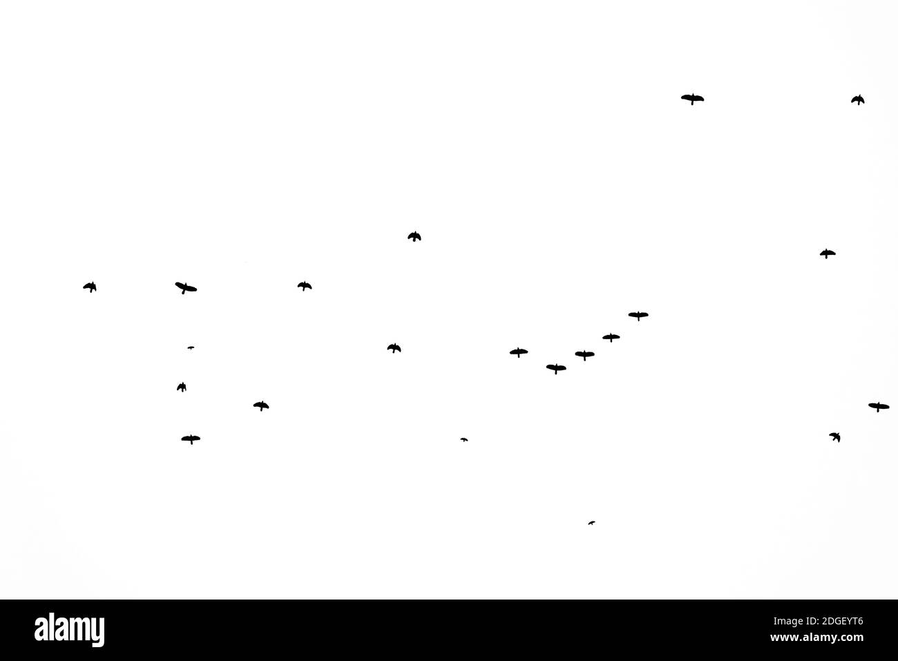 Troupeau d'oiseaux migrant isolé sur un fond blanc automne vue du ciel avec beaucoup d'espace de copie pour le texte Banque D'Images