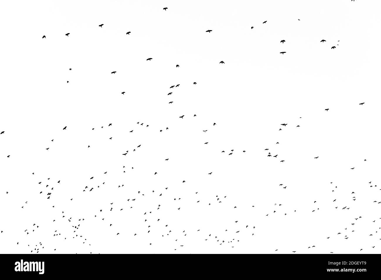 Troupeau d'oiseaux migrant isolé sur un fond blanc automne vue du ciel avec beaucoup d'espace de copie pour le texte Banque D'Images
