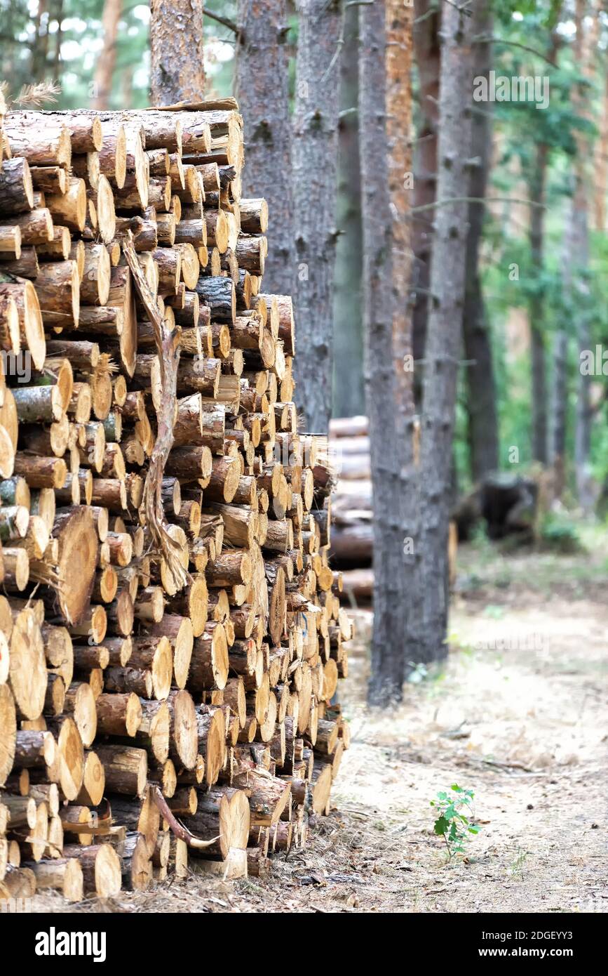 Morceaux de bois après découpe Banque D'Images