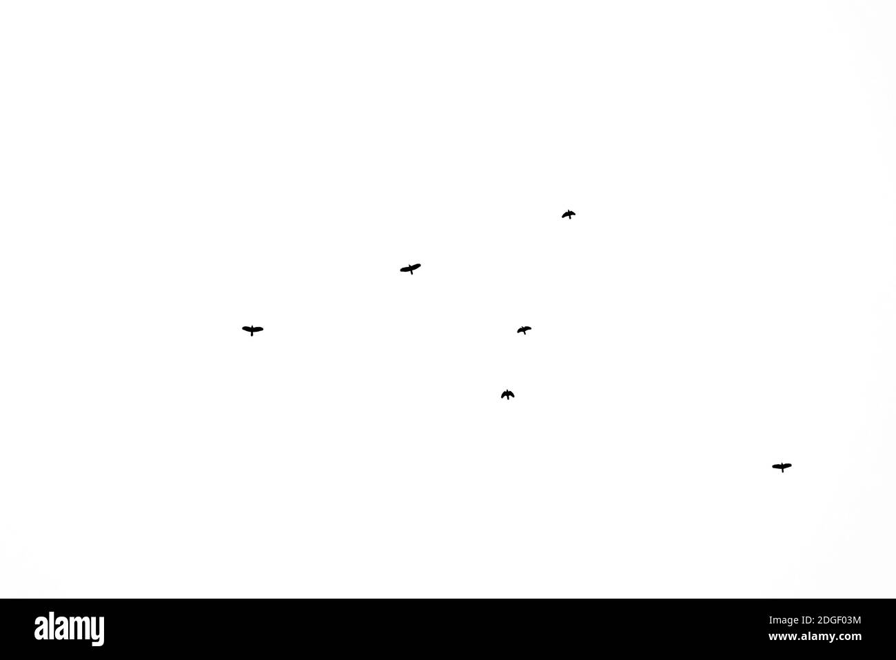 Troupeau d'oiseaux migrant isolé sur un fond blanc automne vue du ciel avec beaucoup d'espace de copie pour le texte Banque D'Images