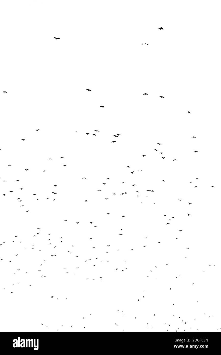 Troupeau d'oiseaux migrant isolé sur un fond blanc automne vue du ciel avec beaucoup d'espace de copie pour le texte Banque D'Images